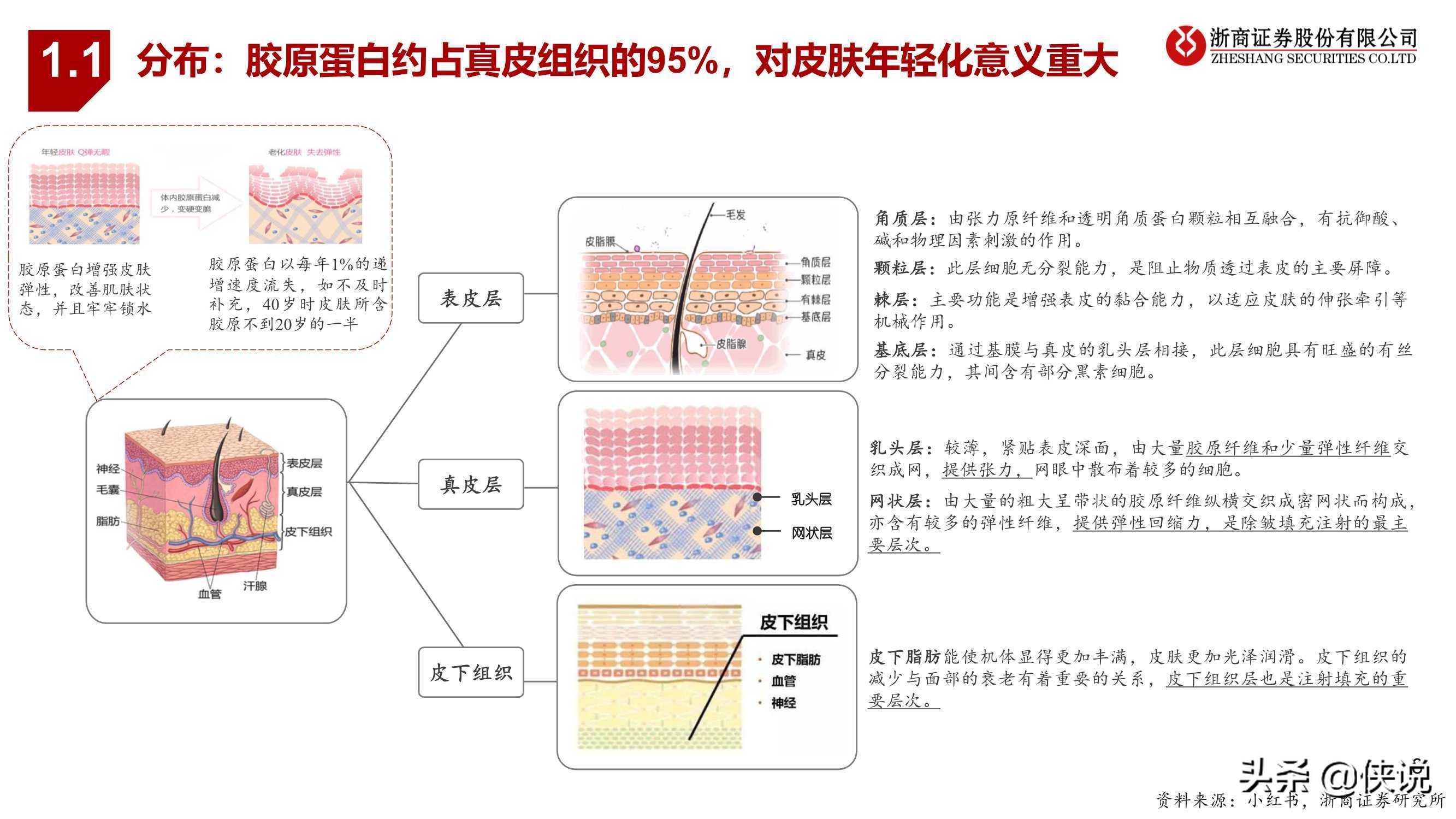 医药生物行业胶原蛋白：与玻尿酸并驾齐驱的掘金赛道（浙商证券）