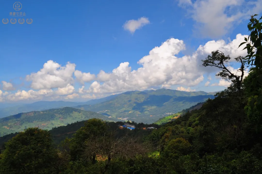 布朗山的茶，有什么特点？