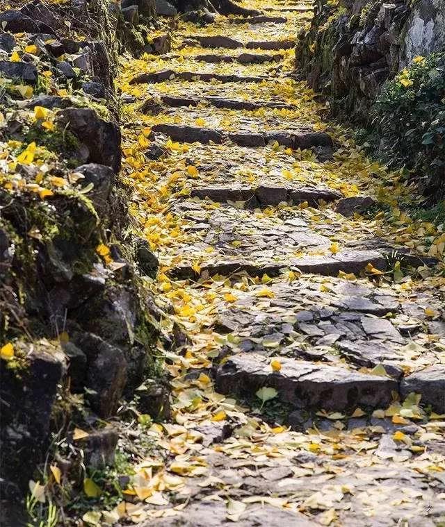 宁波必打卡，踏入深秋的季节，邂逅遍地金黄的童话世界