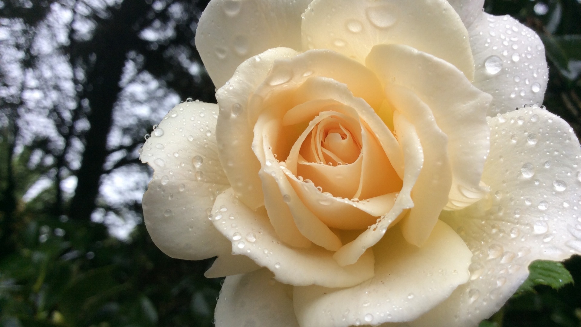 5月11日星座運勢 養精蓄銳 乘勢而上的四大星座 資訊咖