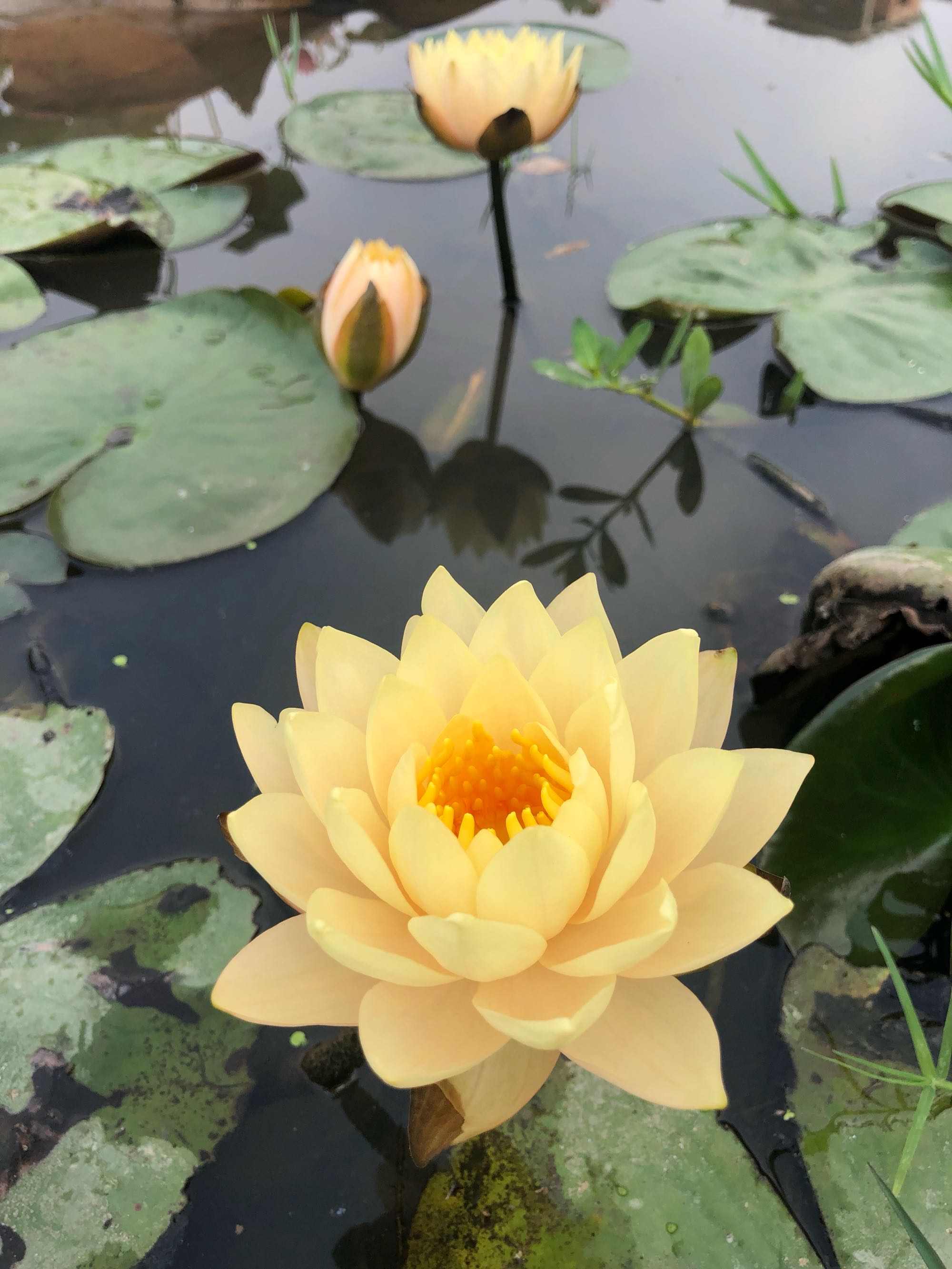 睡莲界的 劳模 艾肯斯 开花很勤奋 又美又仙 阳台也能种 资讯咖