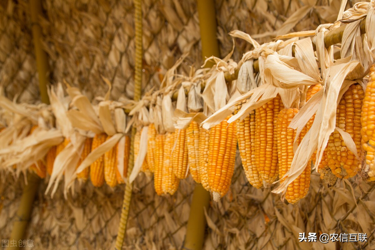 需求未有大的改善，国内玉米价格稳定为主