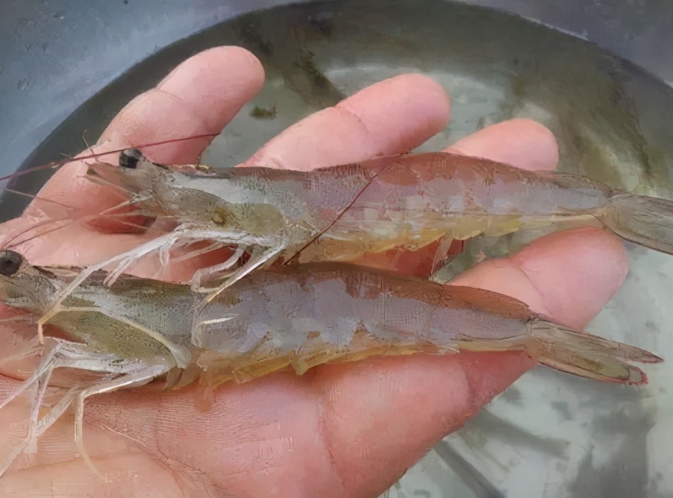 「對蝦養(yǎng)殖管理」大蒜在水產(chǎn)養(yǎng)殖好處多，它都有哪些妙用？