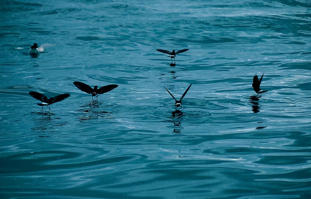 海鸟然而,掌握飞行绝技的飞鱼并没有因此高枕无忧,等待它们的还有更