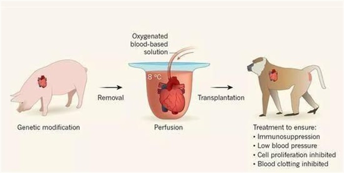 日本製造人與動物的混合胚胎，目的是什麽？