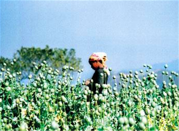 柬埔寨“黄赌毒”：白人寻欢天堂，本地人的噩