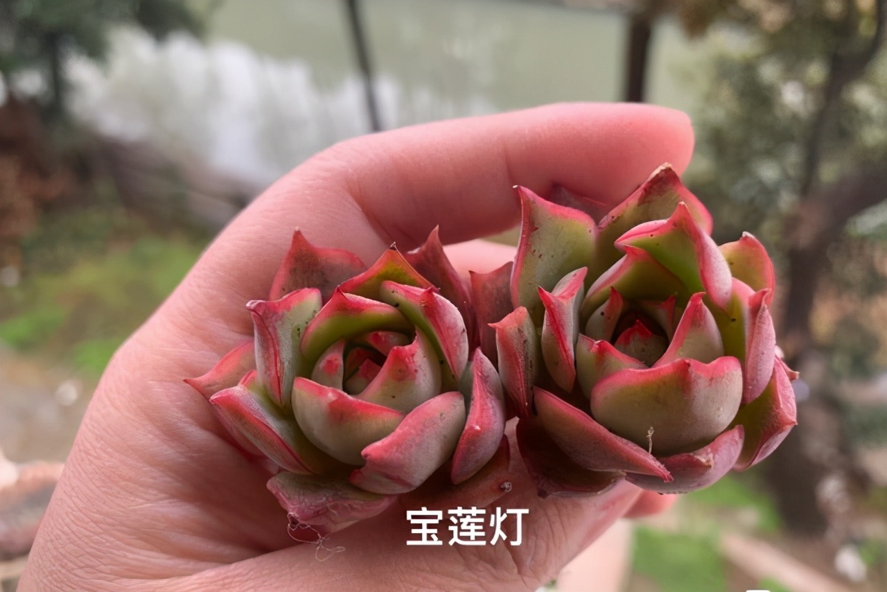 带有红边的多肉宝莲灯 阳台上就能养出漂亮的状态 露养能全变红 博文的养花生活 Mdeditor