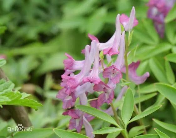 《本草纲目》故事：延胡索止痛