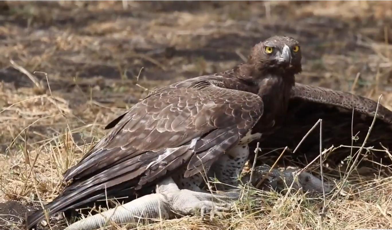 During the whole process of the eagle hunting and killing the monitor
