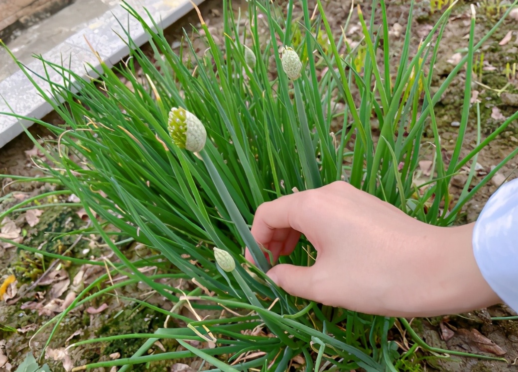 Zhang Xin grants: Brave the wind and waves at the same time, at the same time Gui Yintian changes field personally " vegetable grower " kind 7 kinds of season are vegetable