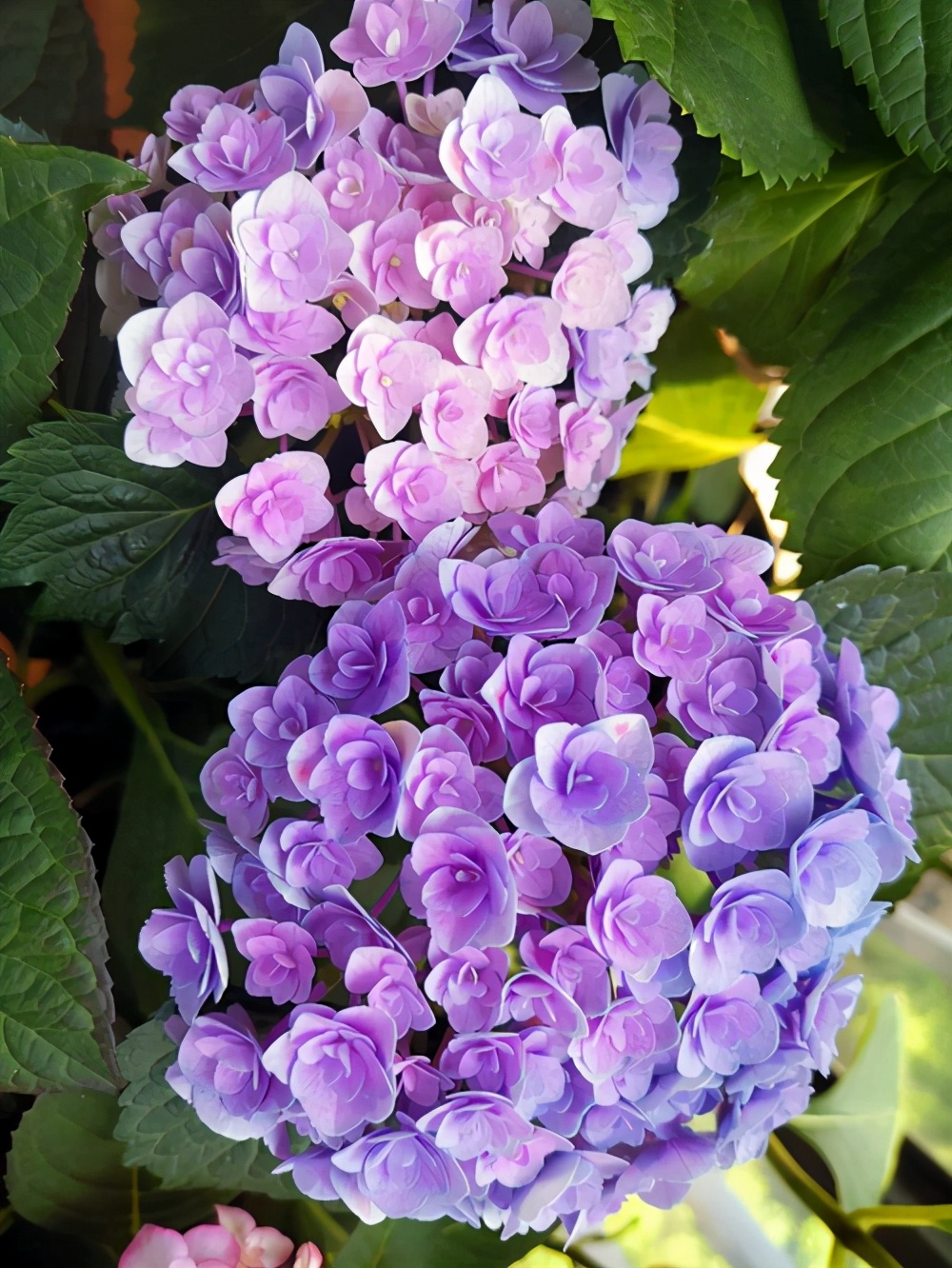 如何使用阿司匹林高效養花？