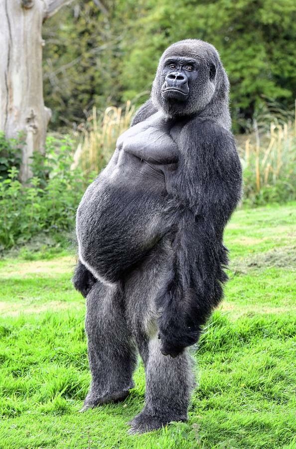 Why do gorillas have muscles if they are vegetarian without exercising? But not close relatives