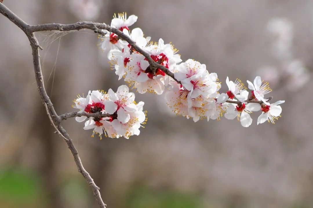 最美的花，开在唐诗宋词里，醉了整个春天-第18张图片-诗句网