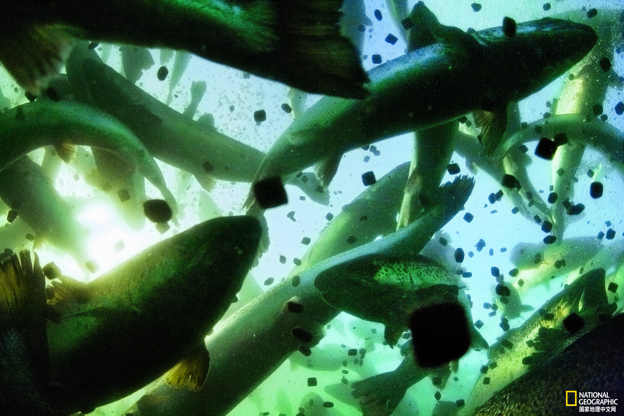 这里有一千多座大马哈鱼养殖场 使得水质降低疾病滋生 天天看点