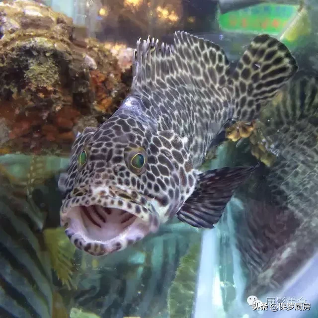 史上最全的顶级“海鱼”海鲜大全,全吃过的你人生就到达了巅峰!