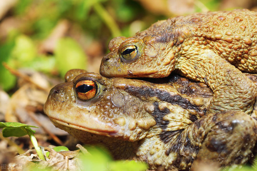 In Nature, Why Are Males More Prettier Than Females, While Humans Are 