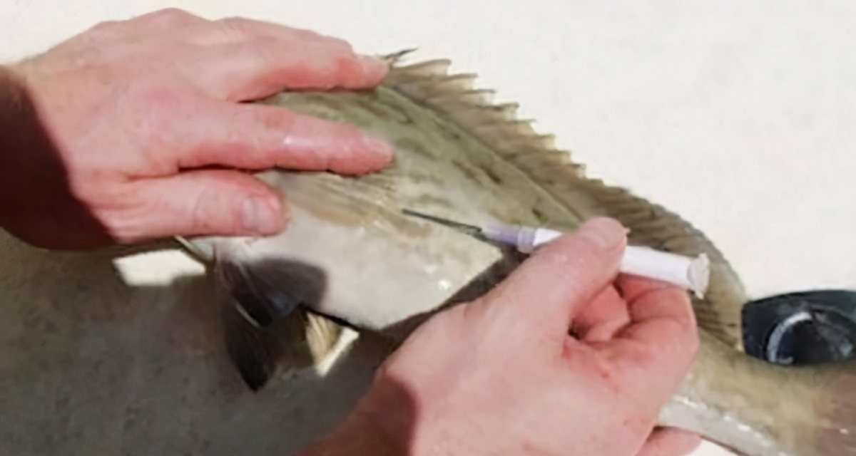 放生海魚，為什么要先在魚肚上戳個洞？不扎會怎么樣？