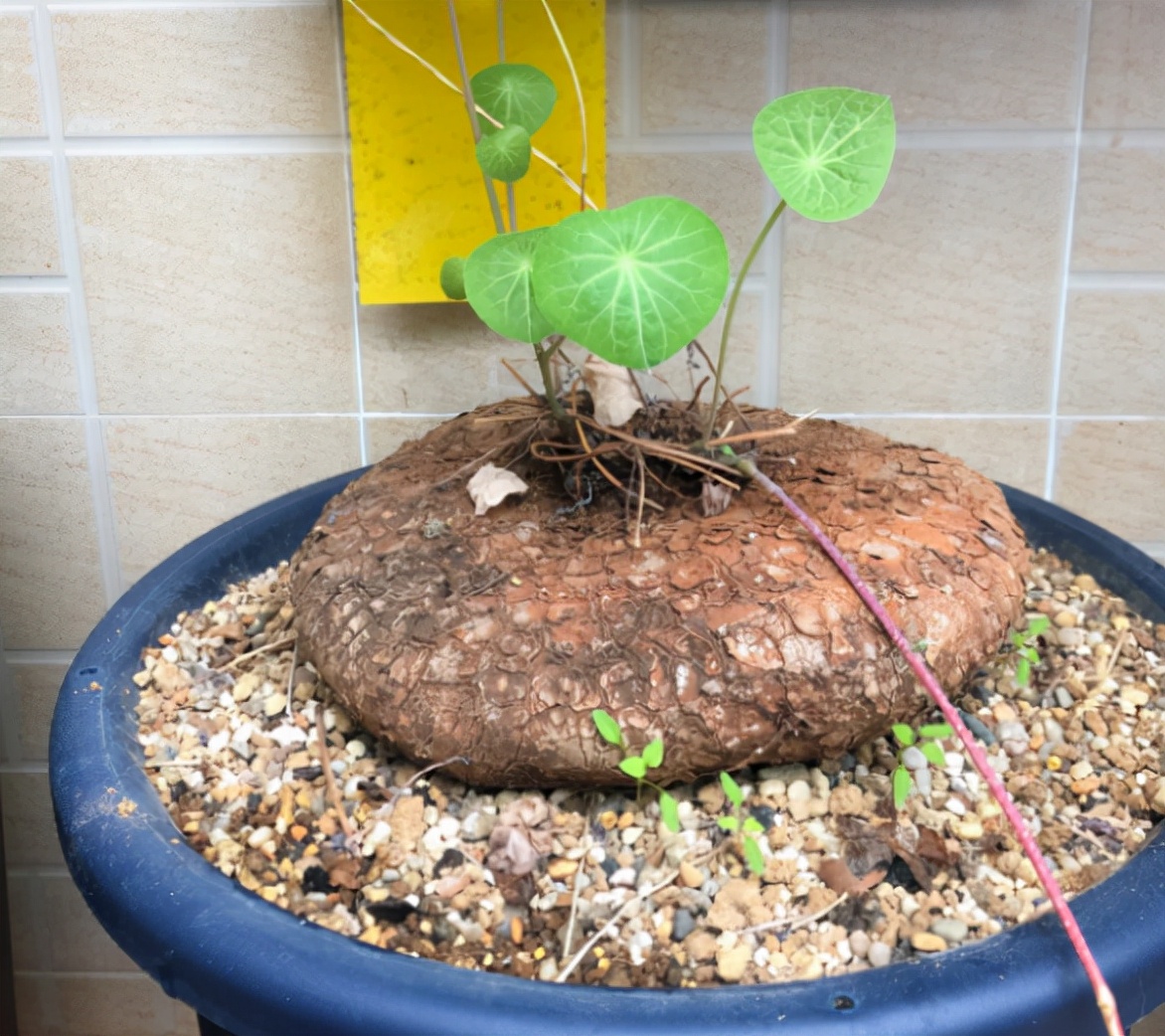 Don't think it's difficult to grow flowers, just remember the "five