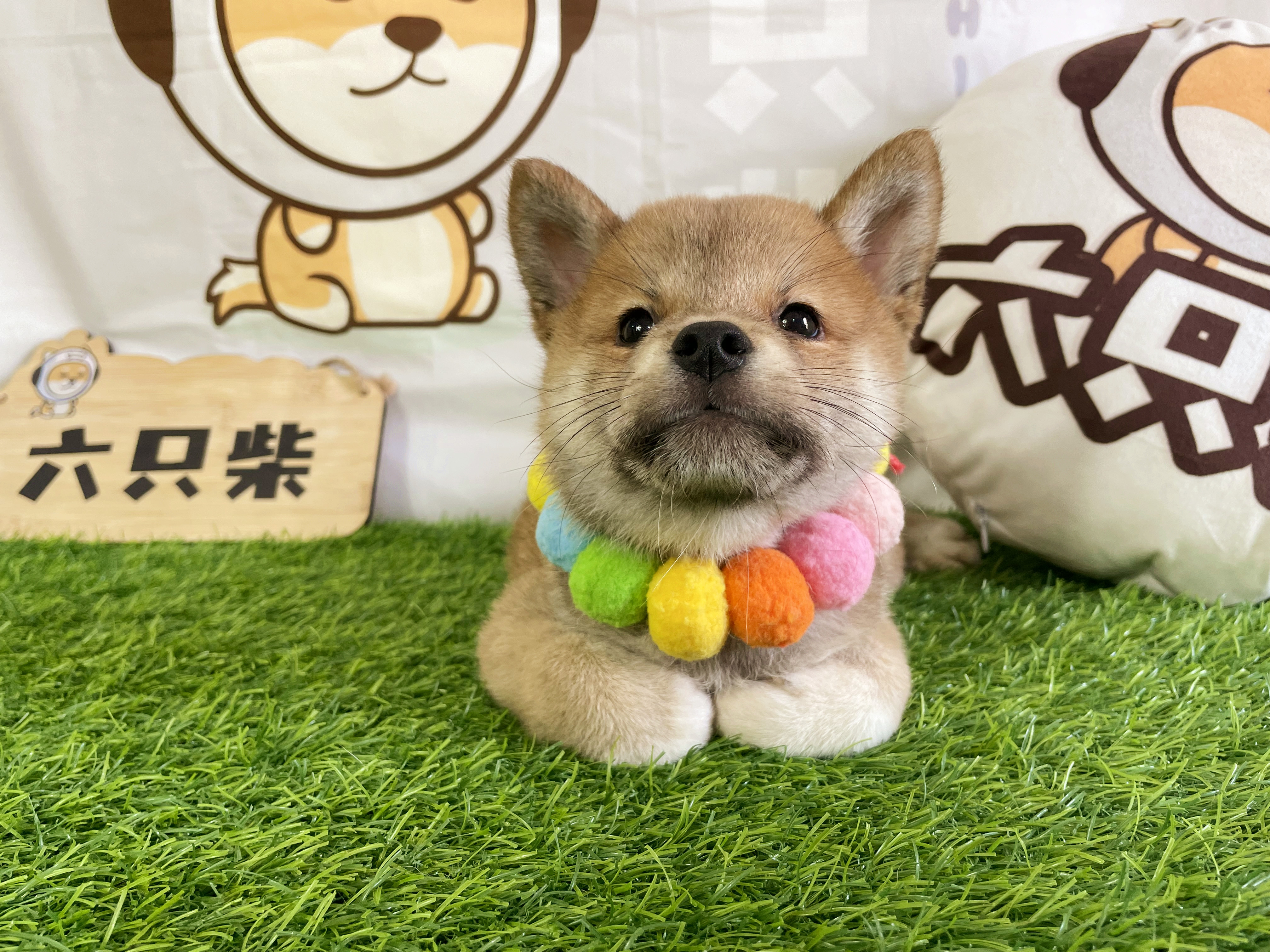 柴犬幼犬價格市場價是多少？如何挑選純種柴犬呢？ - 資訊咖