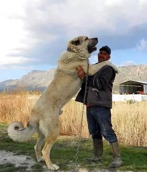 各国猛犬大全，建议收藏