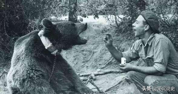 世界上唯一在军队服役的熊，抽烟喝酒样样行，抱着炮弹满战场跑
