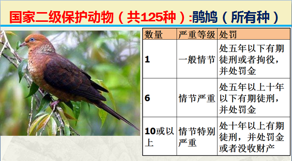 国家最新125类二级野生保护名录，图片及违法对应刑责