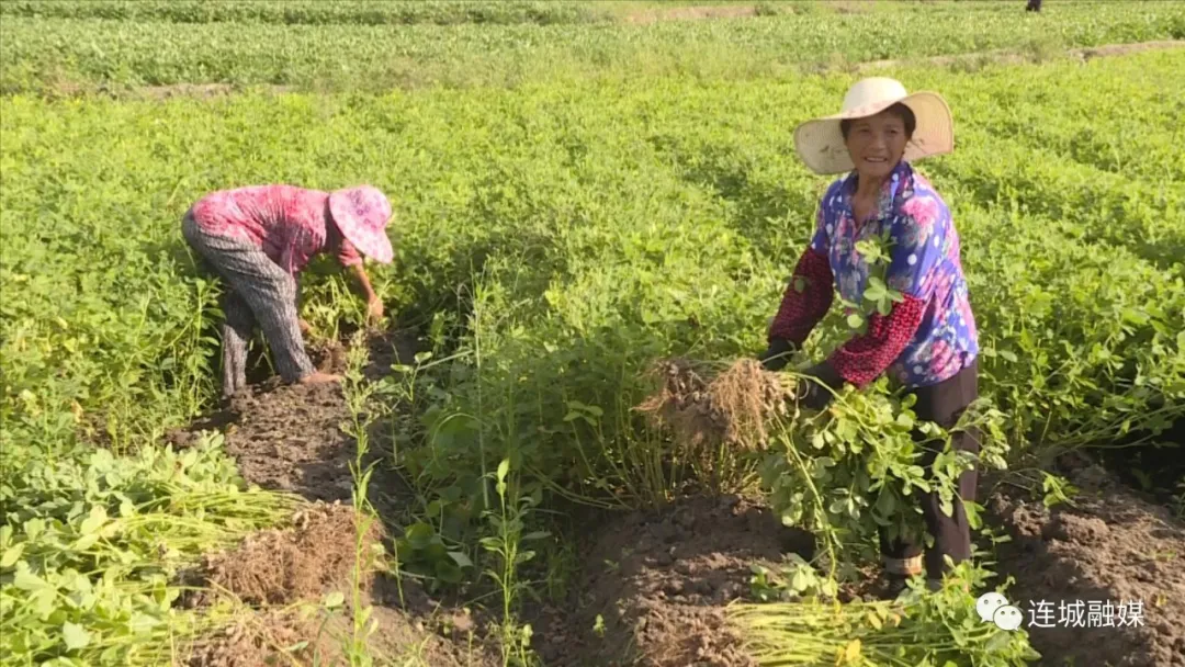 「全面推進鄉村振興」萬畝紅衣花生喜獲豐收 特色農產品助農增收