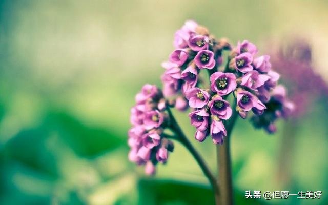 一句感悟人生的句子 人生，看透不如看淡图片