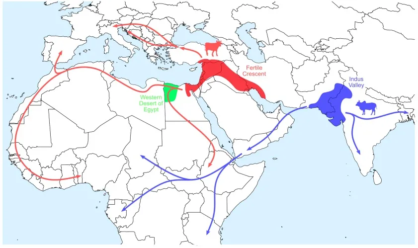 养牛关注：肉牛种业的昨天、今天和明天