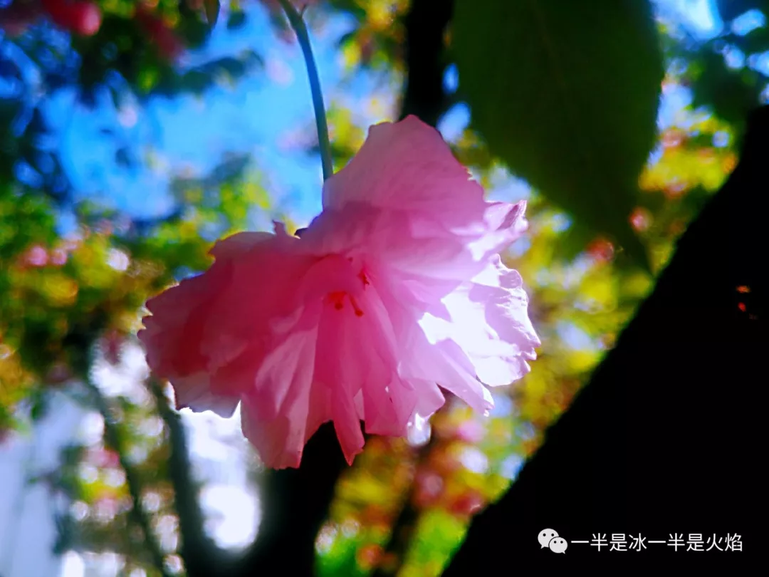 散文诗:春天,是一种魔法-第3张图片-非凡网 散文诗:春天,是一种魔法-第3张图片-非凡网