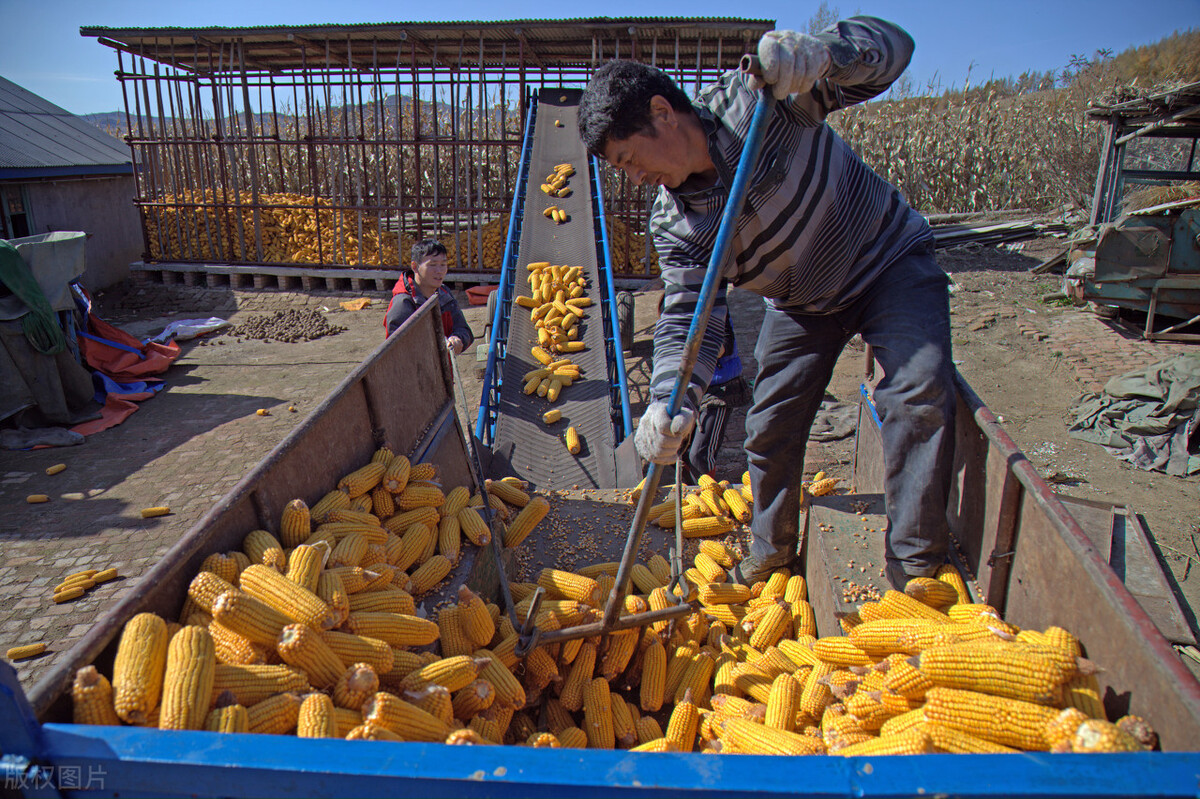 玉米杀了个“回马枪”，梦碎1.5元，3个坏消息，