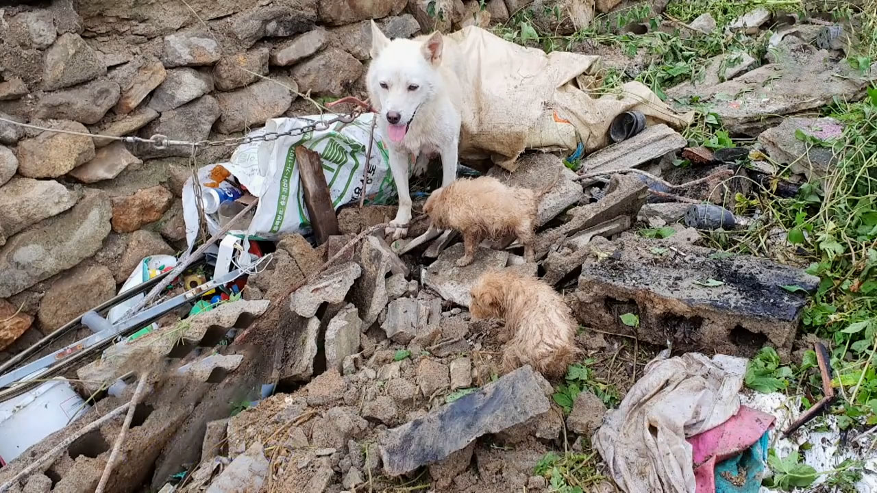 四只幼犬被活埋地下一周，机智狗妈妈的举动，成功拯救自己的孩子