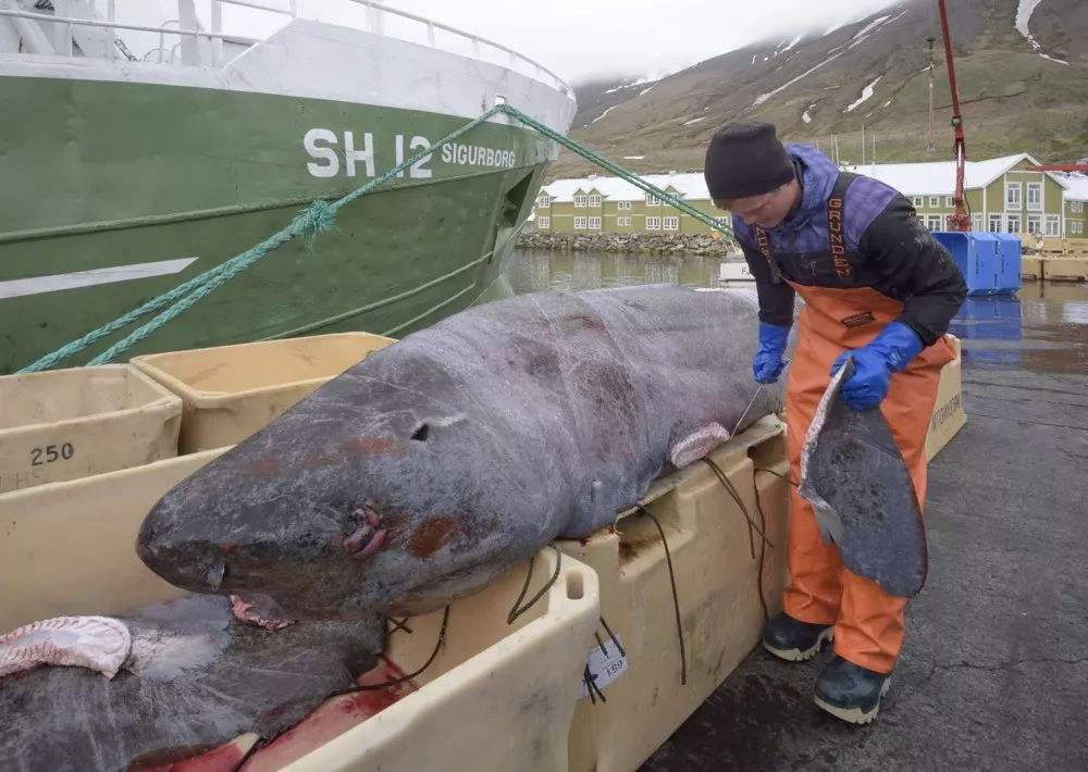 為什么人類不吃鯊魚肉，但卻把魚翅奉為上品？