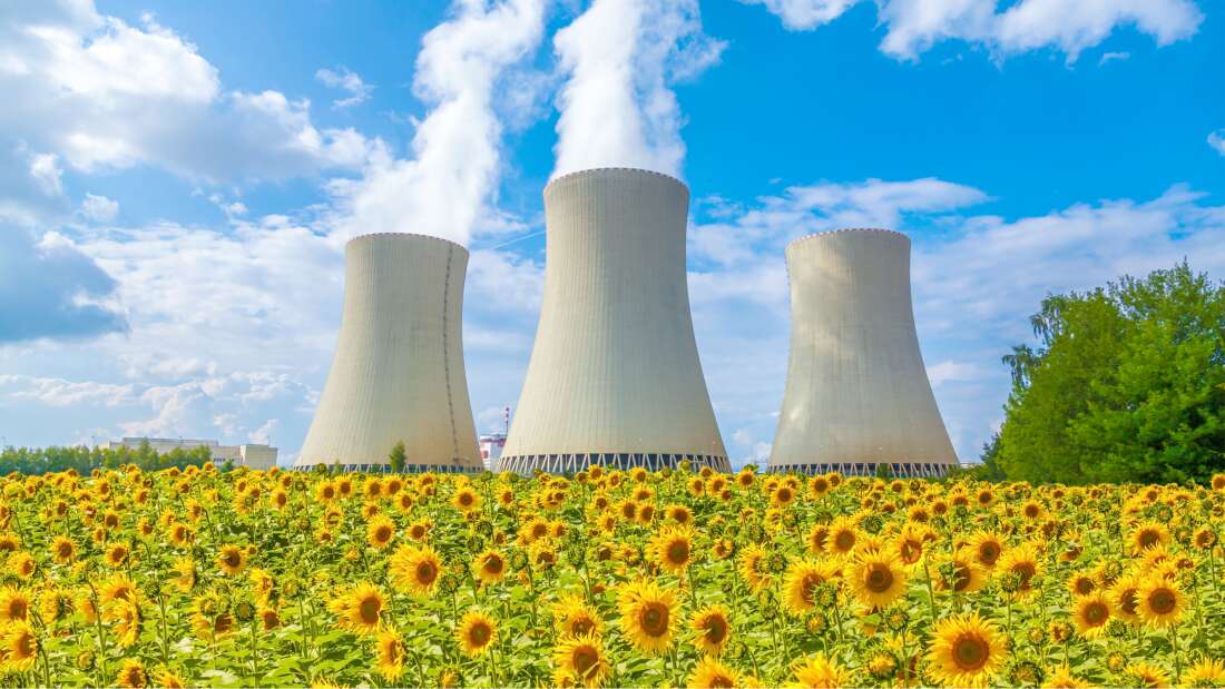 Why do scientists plant sunflowers to absorb radiation after the nuclear disaster? iNEWS