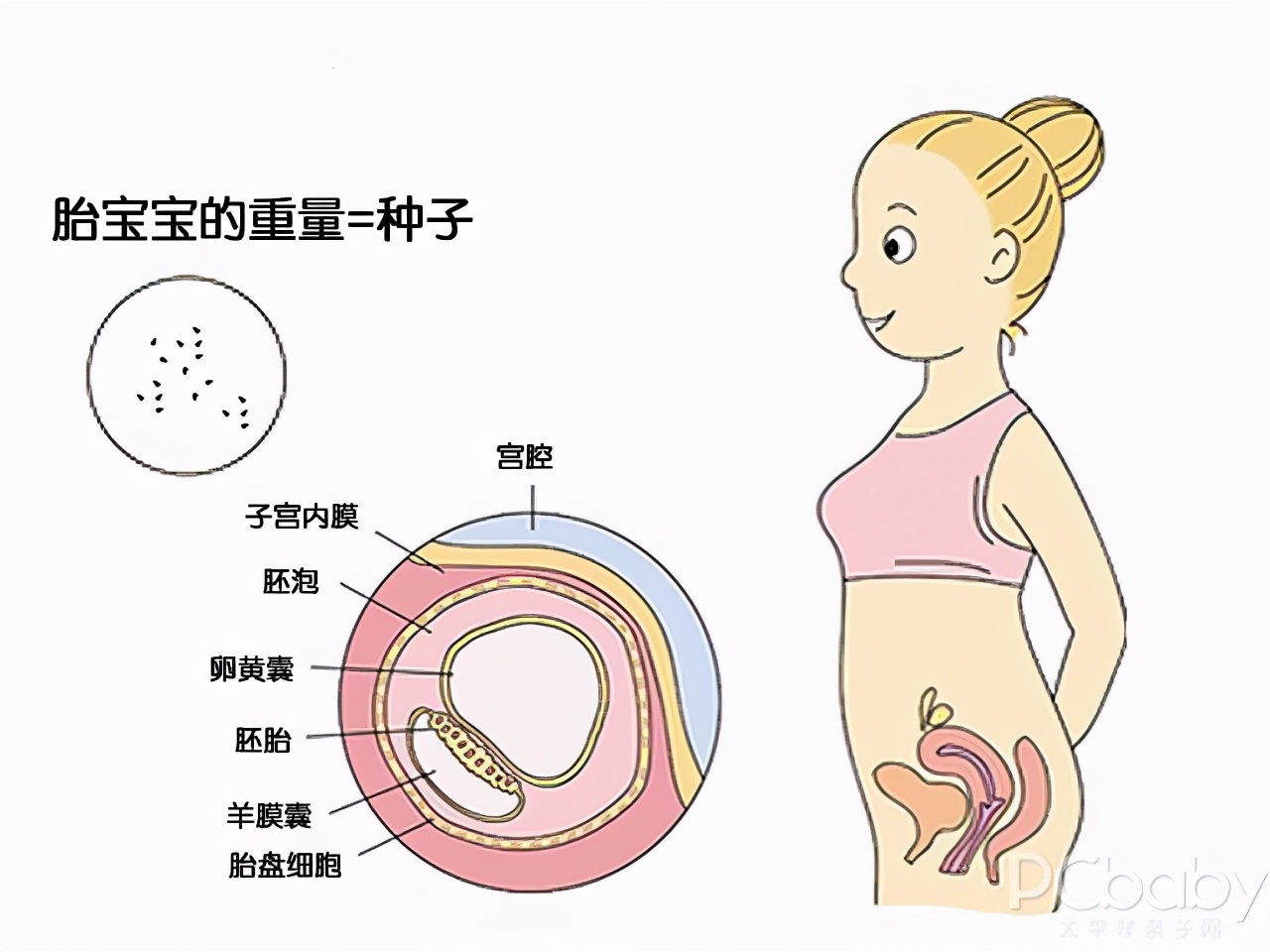 懷孕1-10個月胎兒生長發育指標(附圖乾貨) - 頭條匯