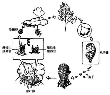 獨居的母猿竟生出小寶寶！園方很迷惑：這到底咋懷上的？