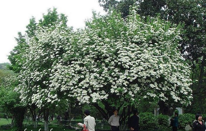 “煙花三月下揚州”中的“煙花”，原來和“玉樹后庭花”是一種花