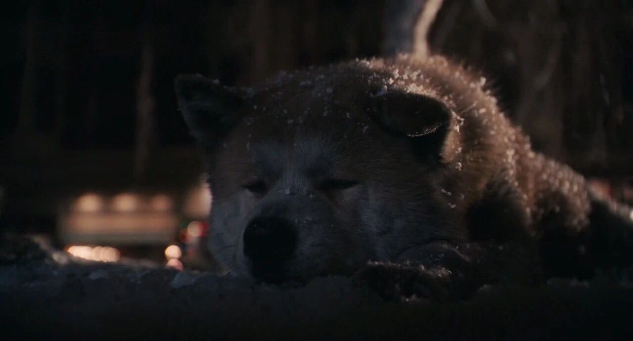 Movie "The Hachiko of the Faithful" a movie that I dare not watch the second time iNEWS