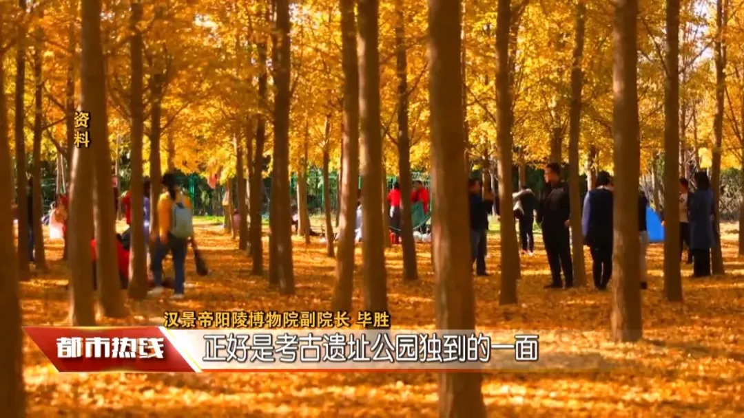张张大片!西安周边这个银杏林秋景绝美,错过要再等一年!