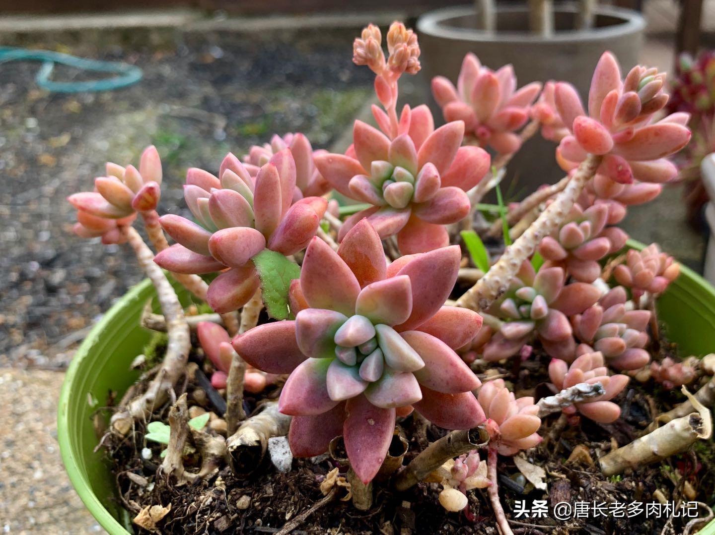 多肉植物秋丽养徒长怎么办 夏天可以直接扔到外面去暴晒吗 资讯咖