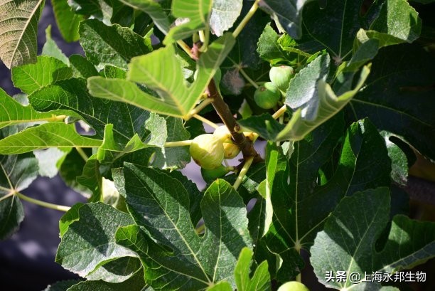 无花果好养活？记住这个方法，一月枝杆变新株