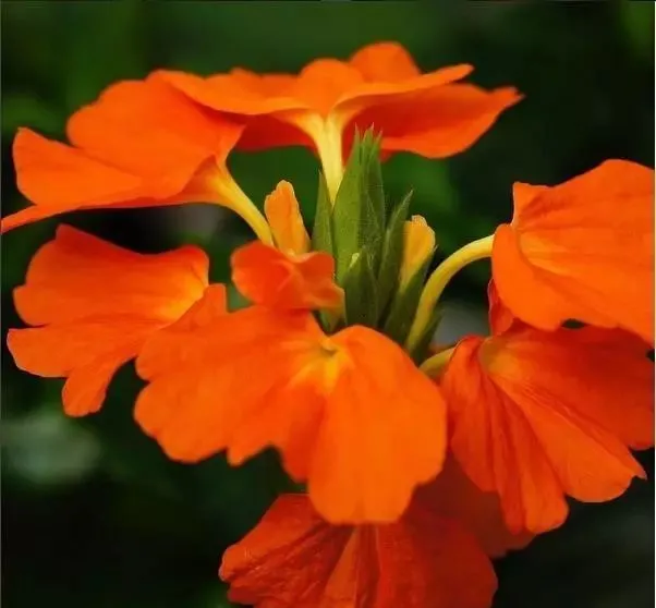160種· 奇花異草,絕對有你沒見過的! 「下部分」