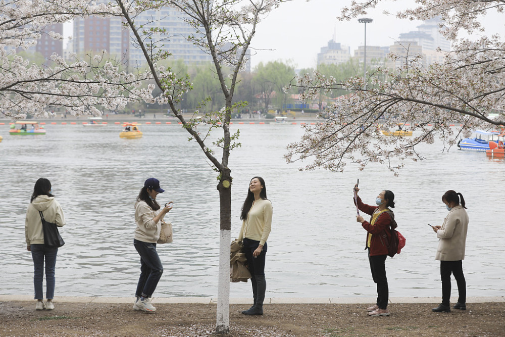 Yang Ying basks in oriental cherry to be patted oneself, pool of Beijing jade deep is admired cherry main forces is crowded explode, or curtilage the Yun Shangying in the home