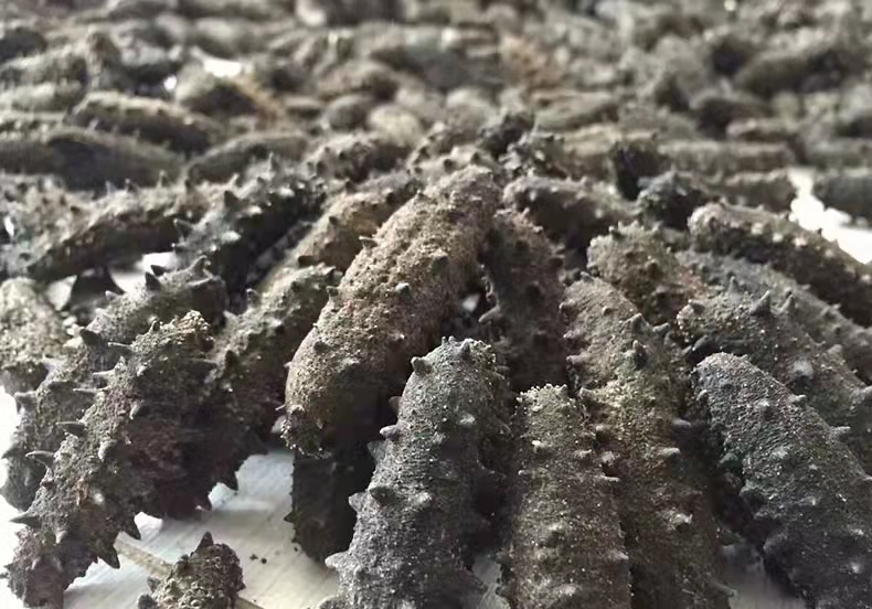 专家视点|王诗成:海参可强壮一个民族的体魄