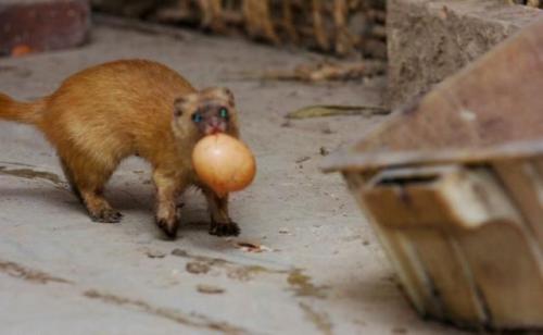 自然界动物捕猎趣闻-第4张图片-大千世界