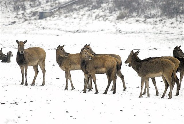 浙江大爷偶遇“四不像”，牛面驴耳鹿角，专家