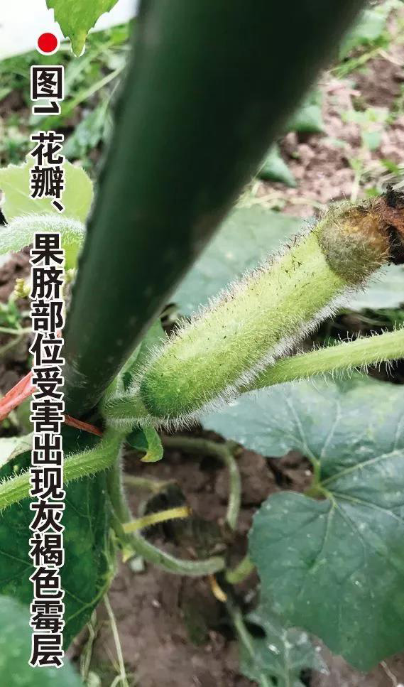 这4种病害将“大面积爆发”！严重时至少减产