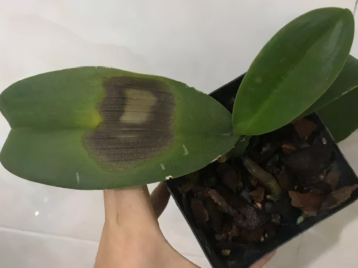 最怕曬的10種花 趕快搬進屋 否則會死掉 毛虎的聊齋