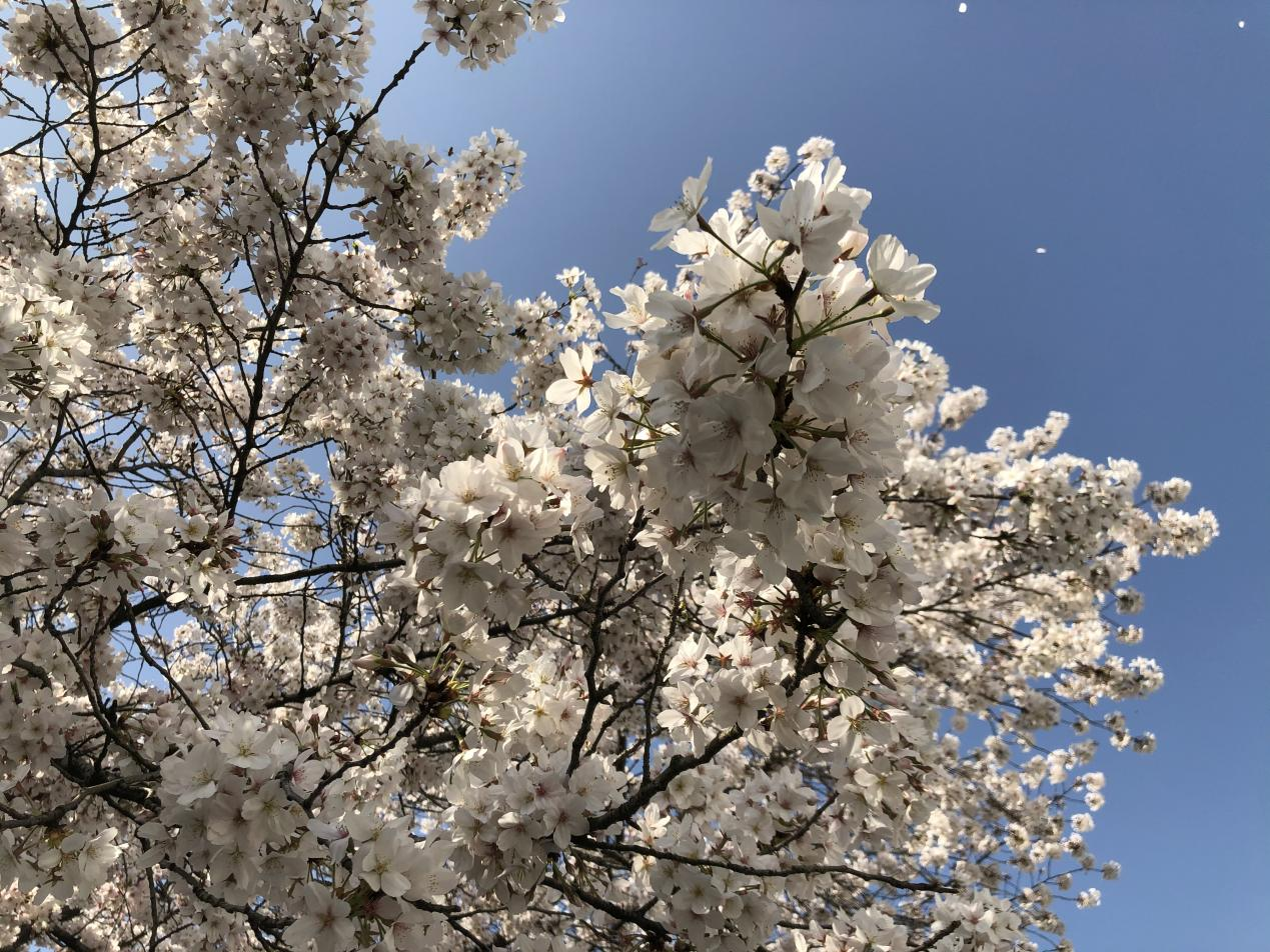 活动回顾｜春来常熟，花开虞城，这个春天一定要来赏花呀