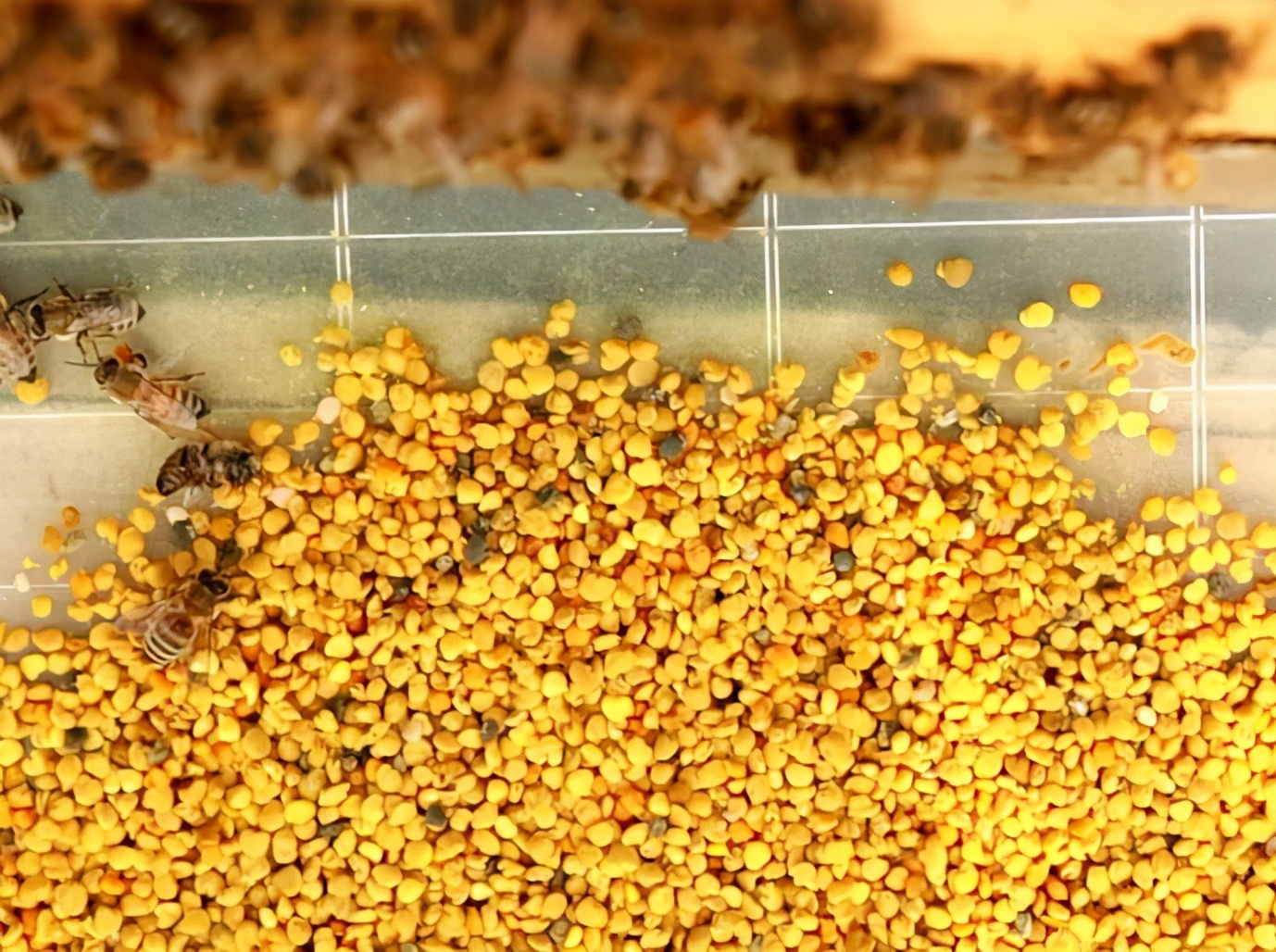 How to eat bee pollen best?How to eat bee pollen for a good effect? - iNEWS